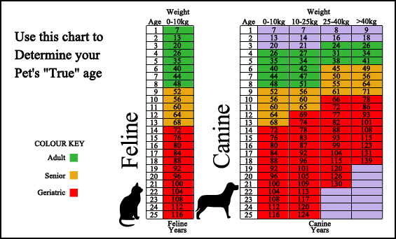 Dothan Animal Hospital - Surveillance Screening