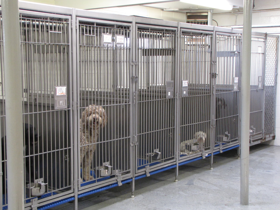 Boarding Kennels