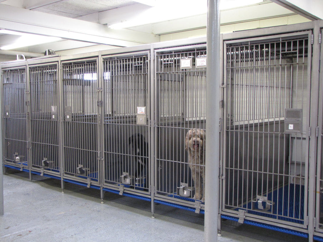 Boarding Kennels